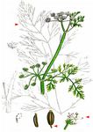 Flutender Wasserfenchel - Oenanthe fluviatilis (Bab.) Coleman 