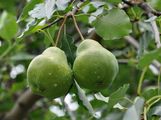 Pear - Pyrus communis L.