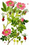 Zimt-Rose - Rosa majalis Herrm. 