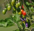 Bittersweet - Solanum dulcamara L.