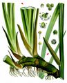 Sweet-Flag - Acorus calamus L.