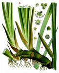 Kalmus - Acorus calamus L. 