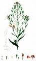 Gold-Of-Pleasure - Camelina sativa (L.) Crantz