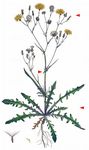 Dach-Pippau - Crepis tectorum L. 