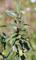 Alder Buckthorn - Frangula alnus Mill.