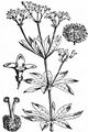 Woodruff - Galium odoratum (L.) Scop.