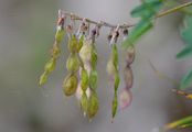 Alpen-Süßklee - Hedysarum hedysaroides (L.) Schinz & Thell.