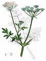Garten-Petersilie - Petroselinum crispum (Mill.) Fuss