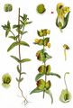 Yellow-Rattle - Rhinanthus minor L.