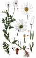 Corn Chamomile - Anthemis arvensis L.