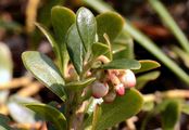 Immergrüne Bärentraube - Arctostaphylos uva-ursi (L.) Spreng.