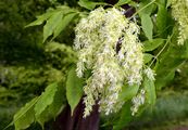 Manna Ash - Fraxinus ornus L.