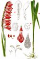 Meadow Gladiolus - Gladiolus imbricatus L.