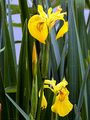 Yellow Iris - Iris pseudacorus L.