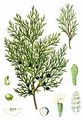 Savin - Juniperus sabina L.