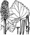 Dark Rampion - Phyteuma ovatum Honck.