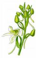 Greater Butterfly-Orchid - Platanthera chlorantha (Custer) Rchb.