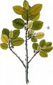 Zwerg-Kreuzdorn - Rhamnus pumila Turra