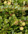 American Cranberry - Vaccinium macrocarpon Aiton