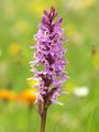 Common Spotted-Orchid - Dactylorhiza fuchsii (Druce) Soó