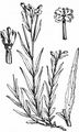 Marsh Willowherb - Epilobium palustre L.