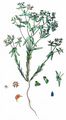 Dwarf Spurge - Euphorbia exigua L.