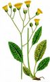  - Hieracium maculatum agg. 