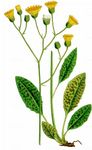  - Hieracium maculatum agg.  agg.