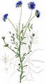 Sheep's-Bit - Jasione montana L.