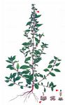 Aufrechtes Glaskraut - Parietaria officinalis L. 