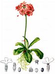 Mehlige Schlüsselblume - Primula farinosa L. 