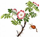 Sweet-Briar - Rosa rubiginosa L.