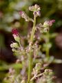 Water Figwort - Scrophularia auriculata L.