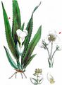 Water-Soldier - Stratiotes aloides L. 