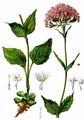 Mountain Valerian - Valeriana montana L.