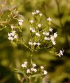 Three-Leaved Valerian - Valeriana tripteris L.