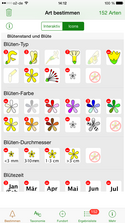 Blütenstand und Blüte