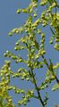 Einjähriger Beifuß - Artemisia annua L.