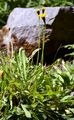 Weichhaariger Pippau - Crepis mollis (Jacq.) Asch.