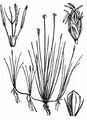 Needle Spike-Rush - Eleocharis acicularis (L.) Roem. & Schult.