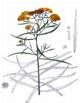 Grasblättrige Goldrute - Euthamia graminifolia (L.) Nutt. 