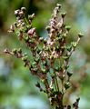 Kleines Mädesüß - Filipendula vulgaris Moench