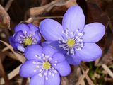 Echtes Leberblümchen - Hepatica nobilis Schreb.