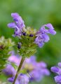 Large-Flowered Selfheal - Prunella grandiflora (L.) Scholler