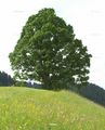 Acer pseudoplatanus (Berg-Ahorn)