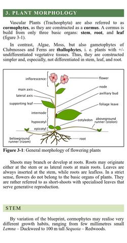 iFlora Plant Guides - Plant Morphology