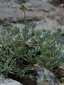 Echte Edelraute - Artemisia umbelliformis Lam.