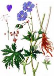 Wiesen-Storchschnabel - Geranium pratense L. 