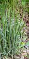 Crested Hair-Grass - Koeleria macrantha (Ledeb.) Schult.