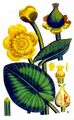 Yellow Water-Lily - Nuphar lutea (L.) Sm.